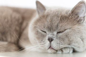 British Shorthair cat lying on white table