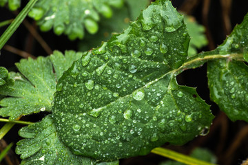 dew on leaf