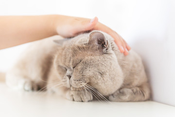 British Shorthair cat lying on white table