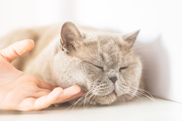 British Shorthair cat lying on white table