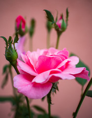Pink rose flower with buds in a garden