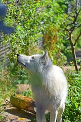 Naklejka premium White wolf in eastern Canada