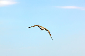 Larus argentatus. The silver gull is flying. Bird in the sky