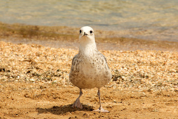 Larus argentatus. Silver gull on the seashore. Gull