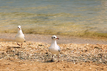 Larus argentatus. Silver gull on the seashore. Gull