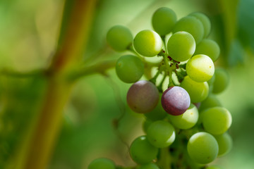 Bunch of ripe grapes in autumn