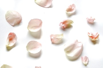 Blurred a pile of sweet pink rose corollas on white isolated background with softly style 