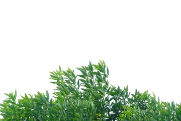 Tree leaves with branches on white isolated background for green foliage backdrop 