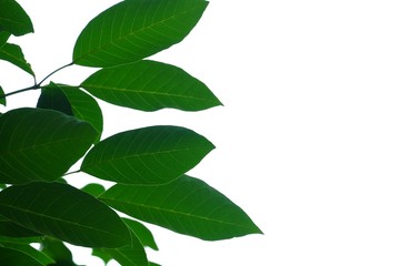 Tropical tree leaves on white isolated background for green foliage backdrop 