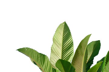 Elephant apple tree leaves with sun light on white isolated background for green foliage backdrop 