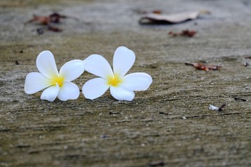 Fototapeta na wymiar A pair of sweet white plumeria flower falling from the tree into cement walkway with rough surface background and dirty floor