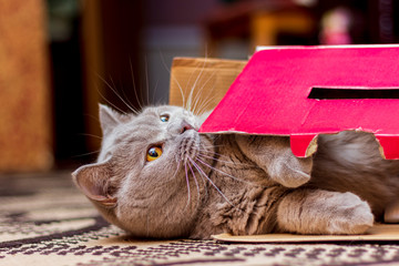 British Shorthair cat is playing with a box in which lies. The cat smells the box and plays with it, chews.