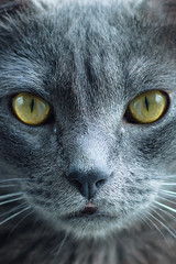 The face of a gray cat close-up. Vertical photo.