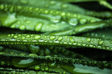 leaf with drops of water, macro nature background