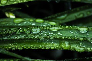 macro leaf with drops of water, nature background