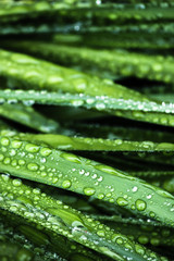 dew on grass grass,close-up nature photograph