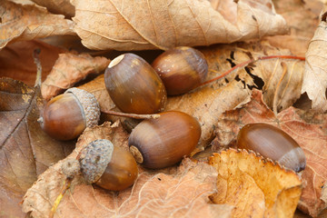 Acorns, dead leaves and cupules during autumn