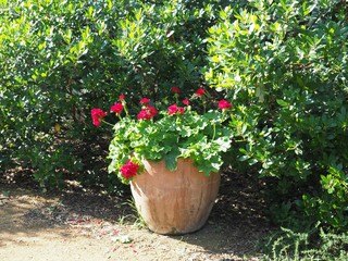 Large terracotta pot with red geraniums