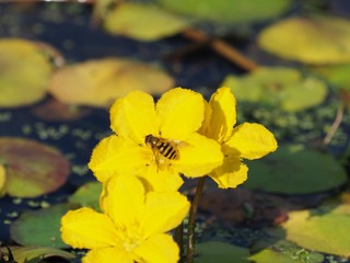 Obraz na płótnie Canvas Wasp on yellow flowers