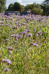 Field of purple tansy as honey flowers in Brittany during autumn