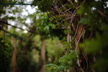 green leaves in park