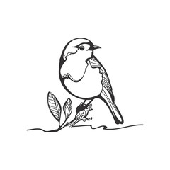 Robin sketch, black and white illustration