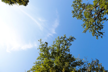 tree and blue sky, view from below into the skax