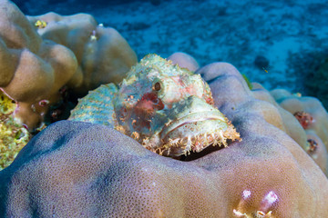 Scorpionfish hiding on a colorful coral reef