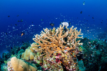 Tropical fish swimming around a healthy, colorful coral reef