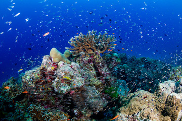 Tropical fish swimming around a healthy, colorful coral reef