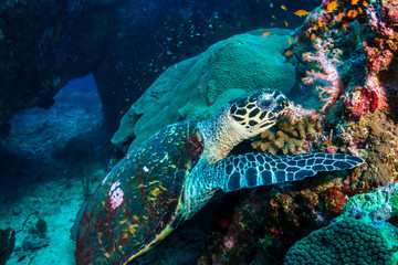 Hawksbill Sea Turtle feeding on soft corals on a tropical coral reef