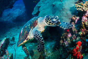 Naklejka na ściany i meble Hawksbill Sea Turtle feeding on soft corals on a tropical coral reef