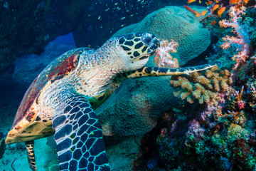 Hawksbill Sea Turtle feeding on soft corals on a tropical coral reef