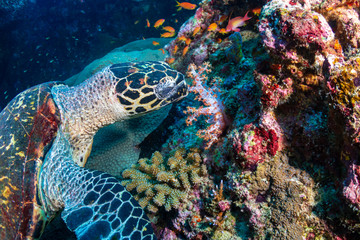 Hawksbill Sea Turtle feeding on soft corals on a tropical coral reef