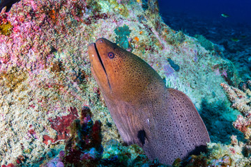 Moray Eel on a dark tropical coral reef at dawn