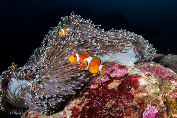 A family of cute Clownfish in their home anemone on a tropical coral reef in the Andaman Sea