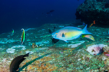 Naklejka na ściany i meble Parrotfish on a coral reef