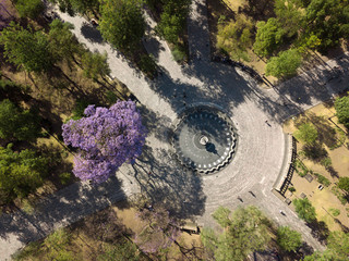 Aerial view to a park with blooming jcarandas and a fontain 