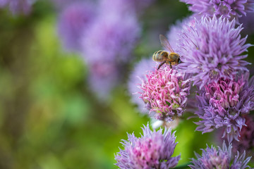 Bee on the pink flowers