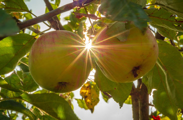 Two apples ripen on a green branch and the rays of the sun.