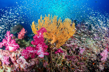 Tropical fish swimming around a healthy, colorful coral reef
