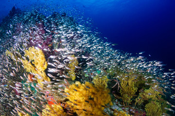 Fototapeta na wymiar Tropical fish swimming around a healthy, colorful coral reef