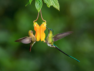 Aglaiocercus kingi or Long-tailed sylph. The Hummingbird is hovering and drinking the nectar from the beautiful flower in the rain forest. Nice colorful background.Ecuador