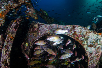 Schools of colorful tropical fish around an old underwater shipwreck in a tropical ocean
