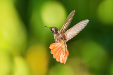 The Ruby-topaz Hummingbird, Chrysolampis mosquitus is flying in nice green background, Trinidad and Tobago.. © Petr Šimon
