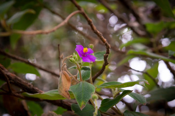 flora sudamericana