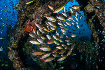 Fototapeta na wymiar Schools of colorful tropical fish around an old underwater shipwreck in a tropical ocean