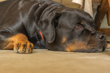 Portrait of a dog breed Rottweiler. A rude dog.