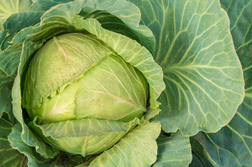 Big head of fresh cabbage with a lot of leaves.