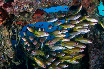 Schools of colorful tropical fish around an old underwater shipwreck in a tropical ocean